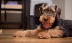 Airedale